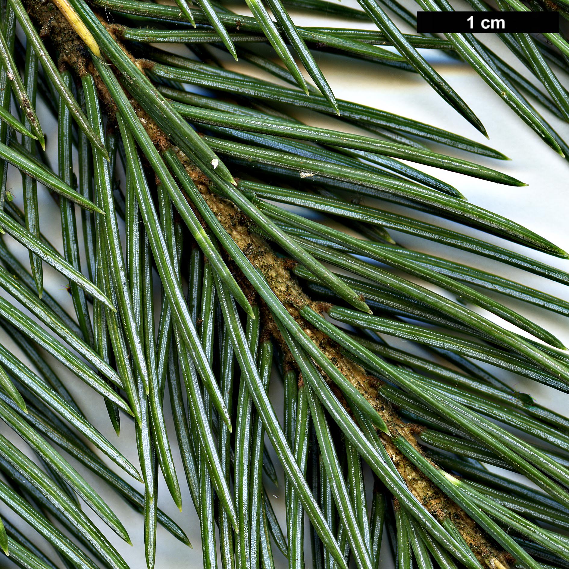 High resolution image: Family: Pinaceae - Genus: Picea - Taxon: engelmannii - SpeciesSub: subsp. mexicana 